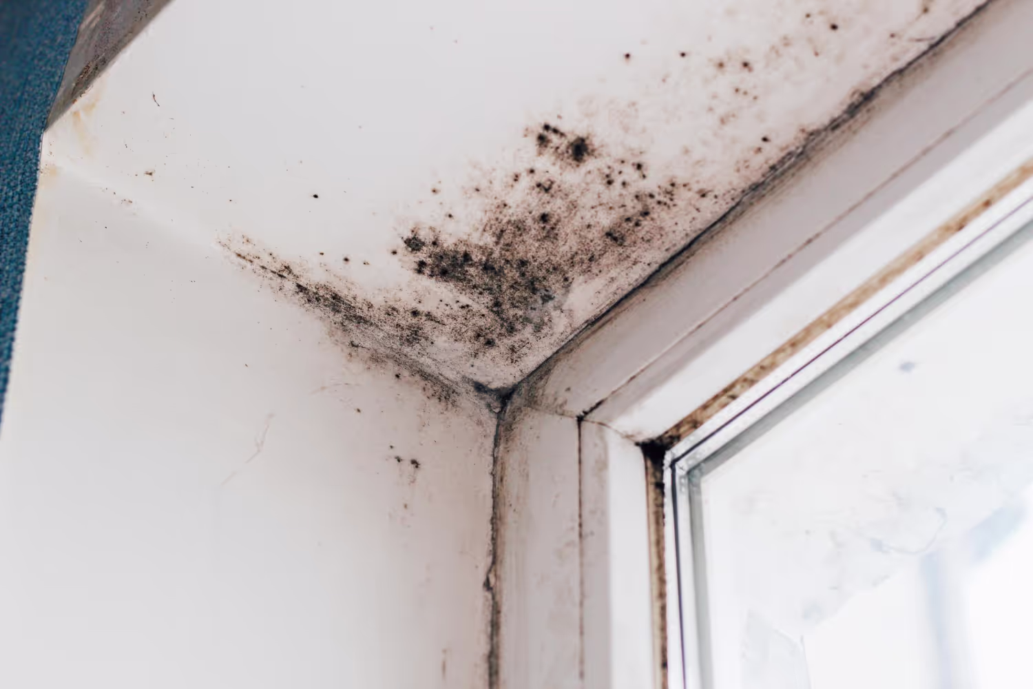 More About Mold Load