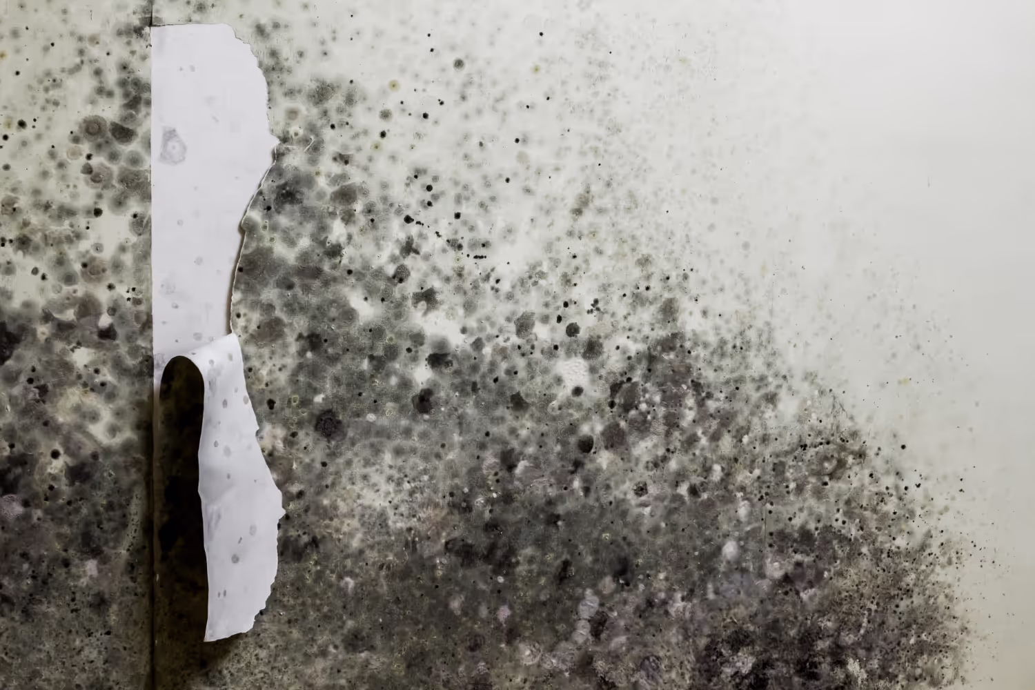 Which Mold is the Most Dangerous?