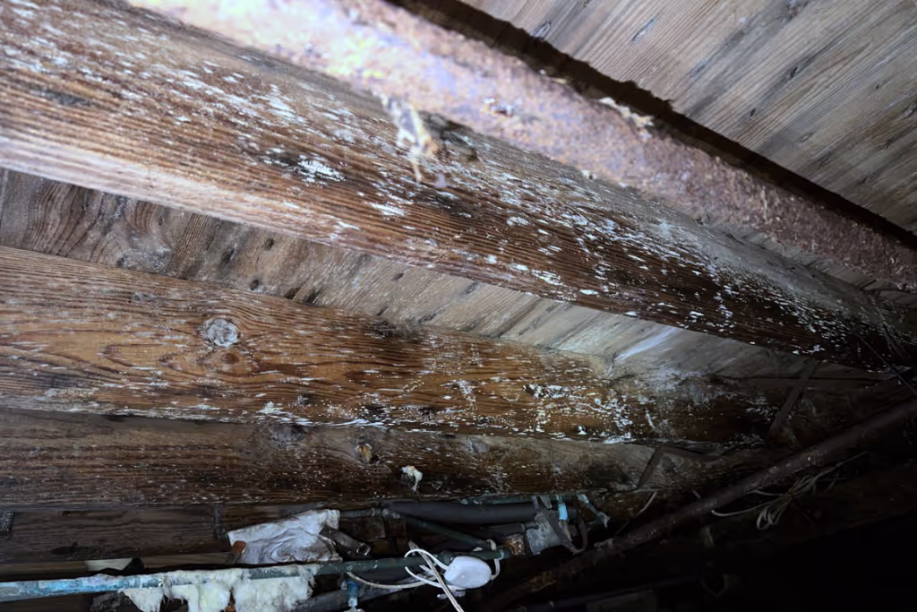 Mold in Crawl Spaces