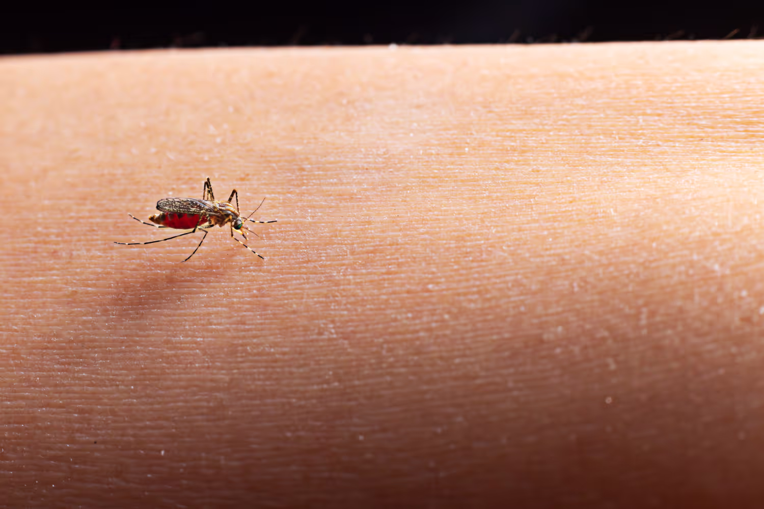 What is The Link Between Lyme Disease and Mold