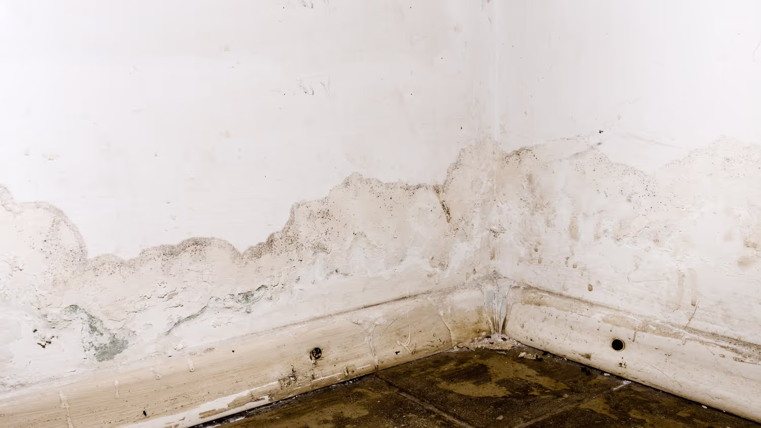 Why is Mold an Epidemic?